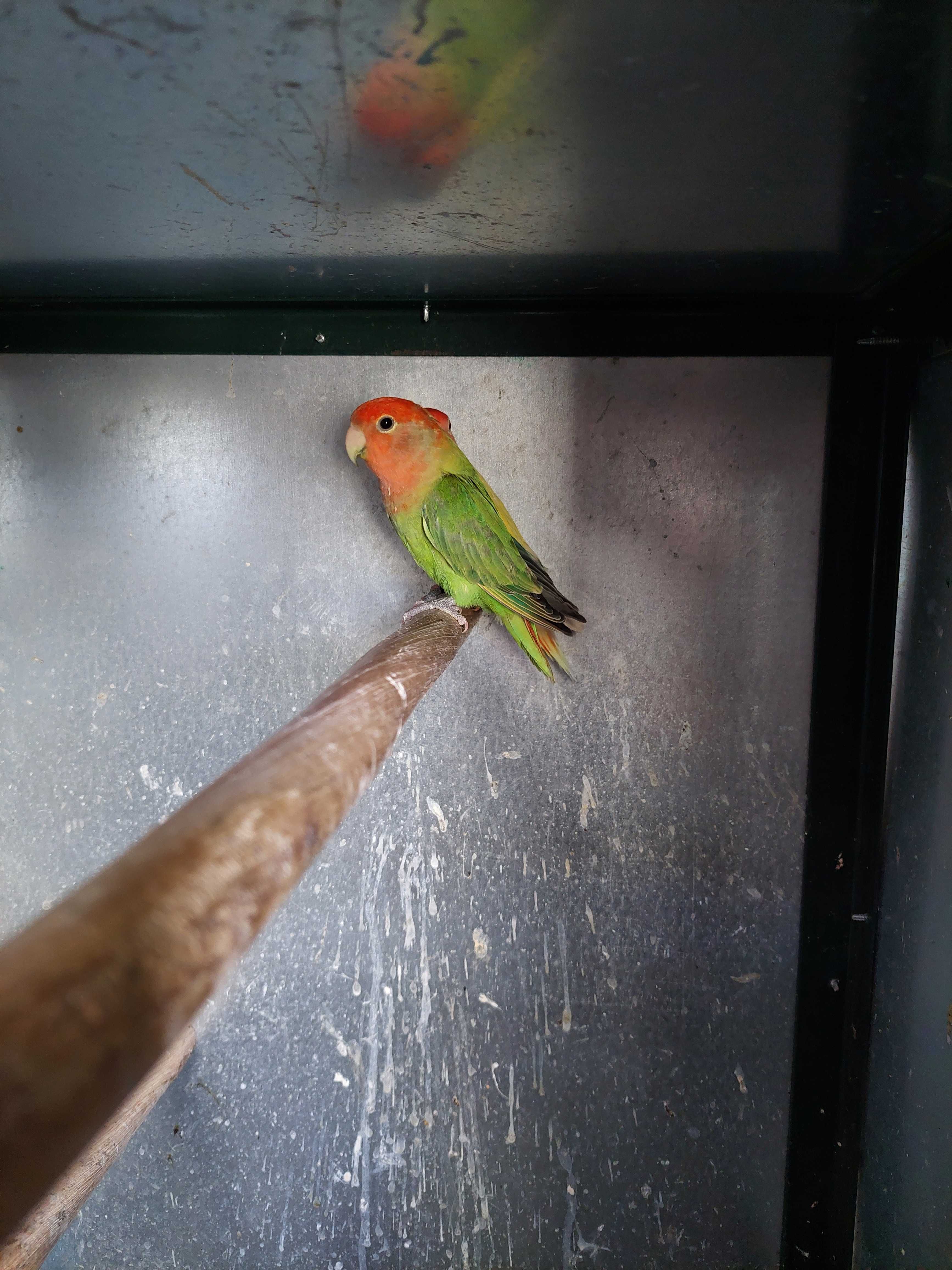 Agapornis roseicollis
