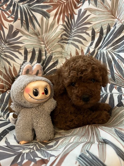 Девочка пудель ред браун .