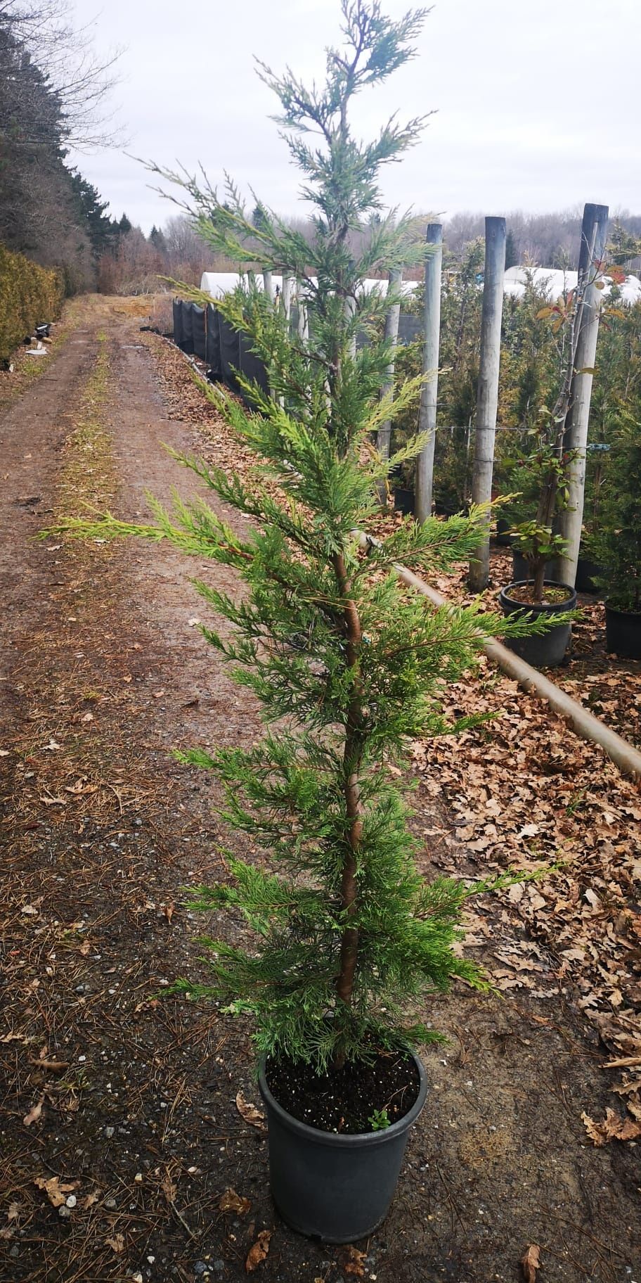 Sebes/vedação natural Cupressus / ciprestes Leylandii