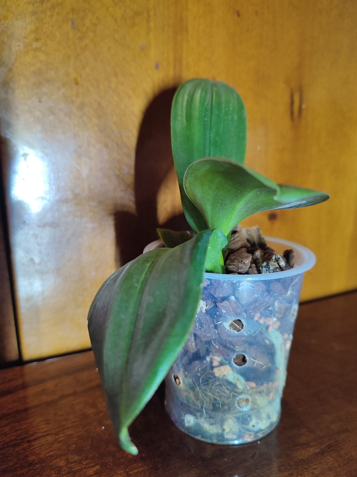 Орхидея Фантом детка