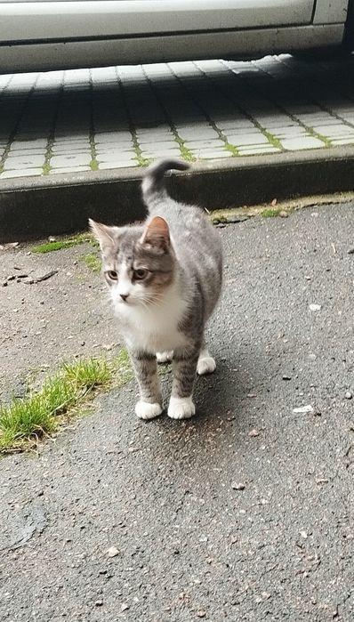 Безкоштовно котик