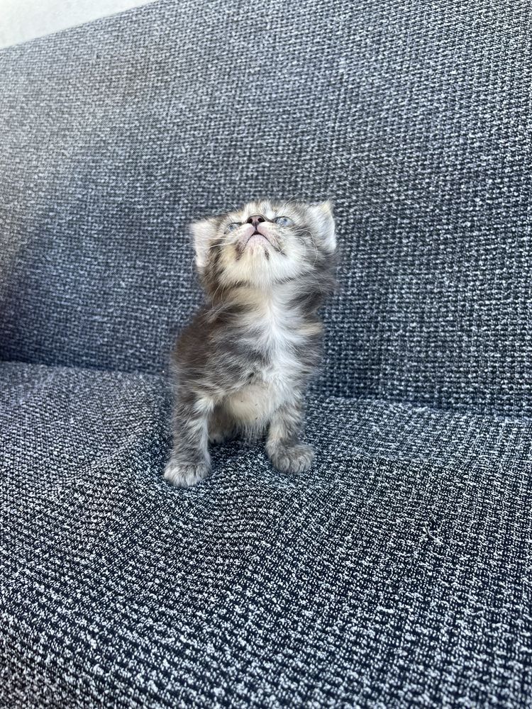 Котики шукають родину