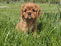 Cavalier King Charles Spaniel - piesek ruby