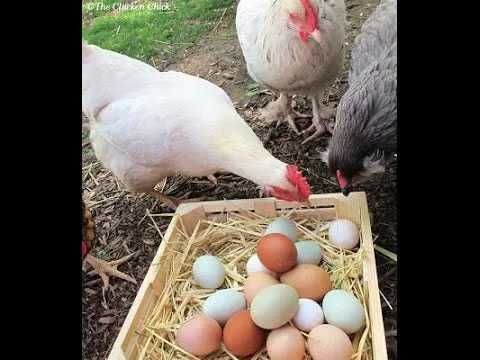 Українське інкубаційне яйце. Мікс порід м'ясо-яєчного направлення