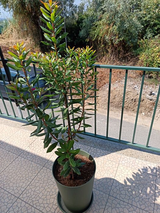 Vendo esta Planta de Jardim