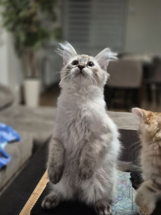 KOCUREK Neva Masguerade rodowód FPL