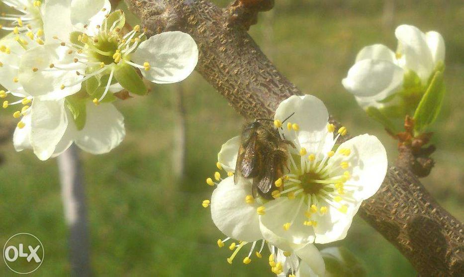 ZAPISY NA 2025 Pszczoła Murarka ogrodowa, kokony