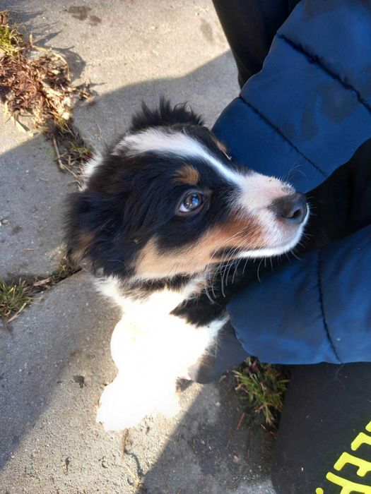 Oddam pieski Border collie