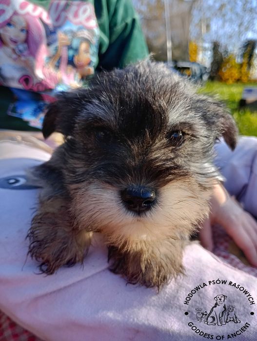 Sznaucer miniaturowy pieprz i sól rodowód