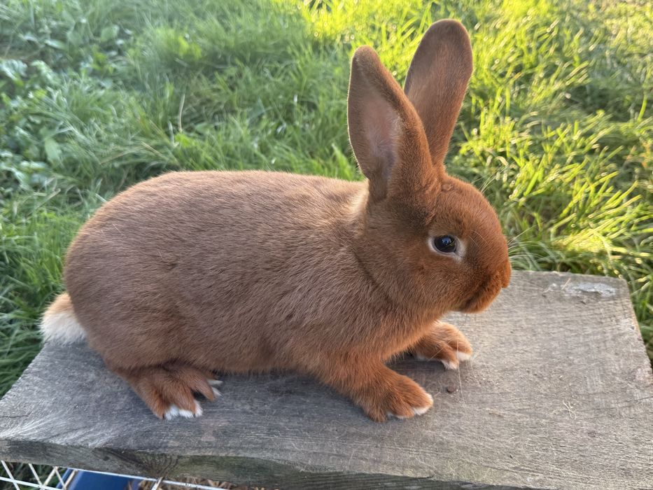 Samiec i samica nowozelandzki czerwony