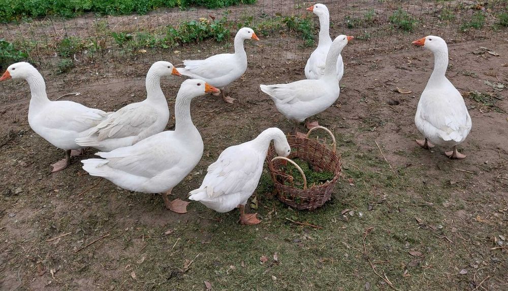 Sprzedam gęsi i kaczki