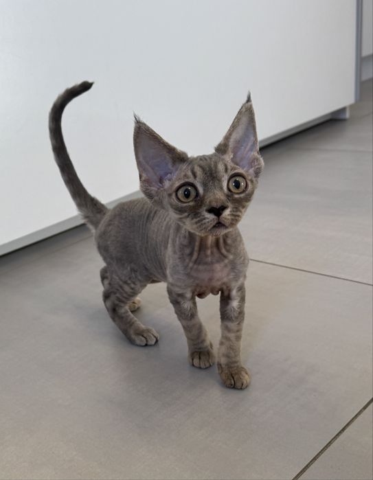 Cudowna koteczka Devon Rex!!