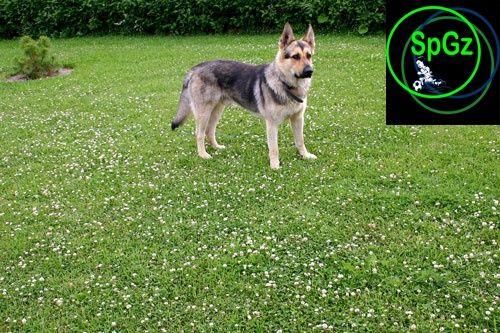 Спортивный низкий Dog газон с микро клевером 10% для собак семена
