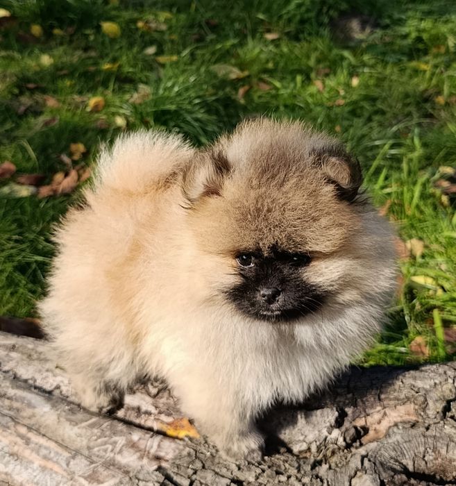 Szpic miniaturowy pomeranian piesek