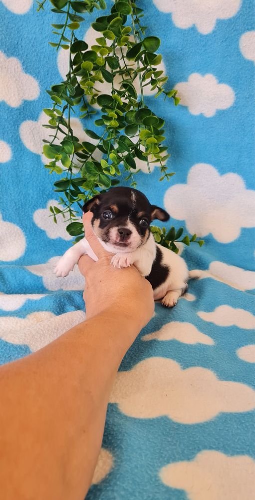 Bonequinho Chihuahua/Chiuaua. LinhagemRussa