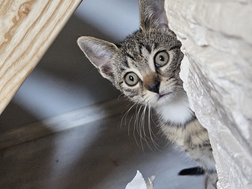 4 mies. kociaki do adopcji