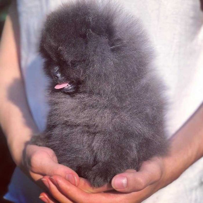 Spitz Alemão Anão/Lulu da Pomerânia MACHO AZUL com  LOP e AFIXO