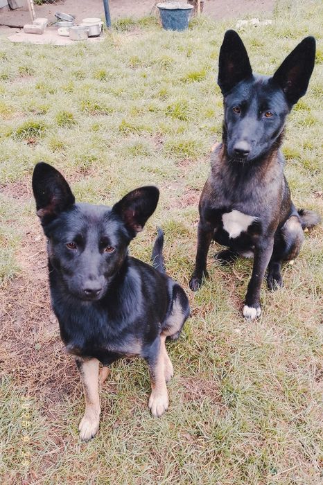 Собаки в родину, дівчатка, стерелізовані