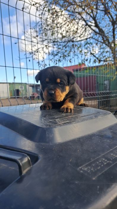Suczka Rottweiler