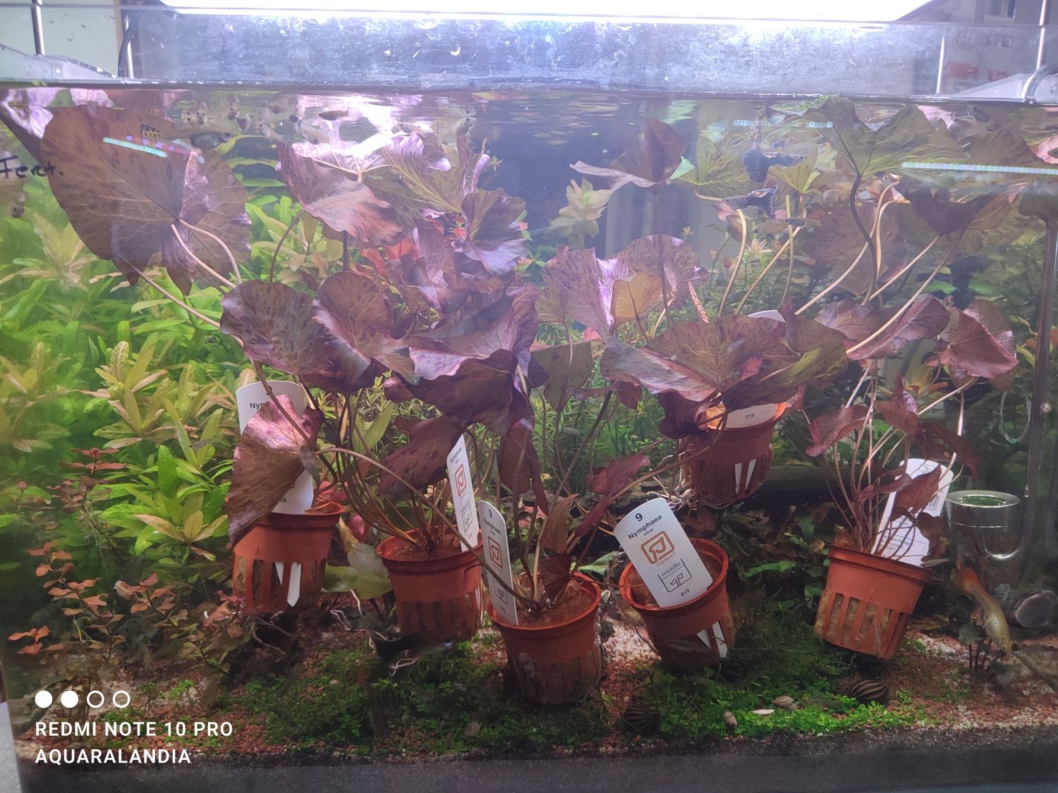 Plantas de Aquário _ Nymphaea Lotus