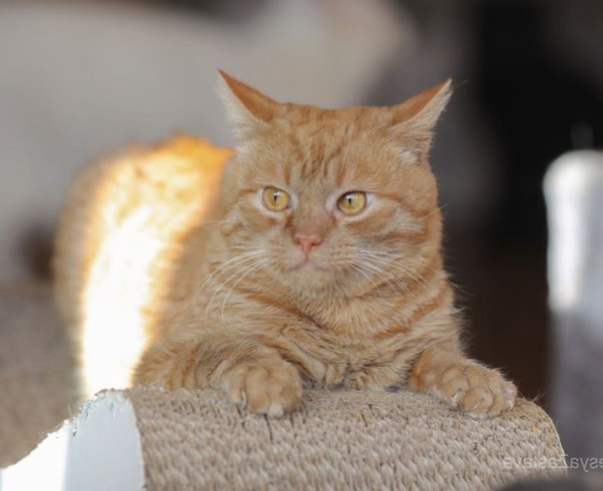 Ленон, 3 года котенок, кот, красивый котенок, мальчик