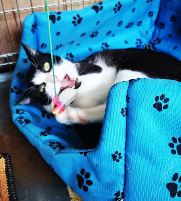 Młoda KOTKA Masza PILNIE szuka ciepłego schronienia przed zimą