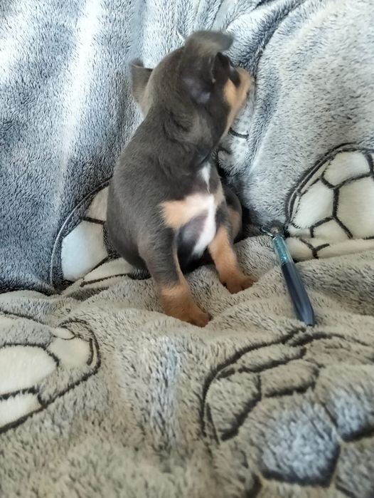 Niebieski chihuahua