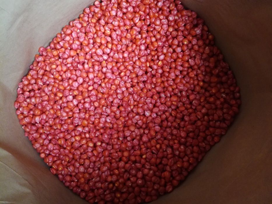 Семена кукурудзы ДКС 3795 ФАО 250 Монсанто насіння кукурудзи