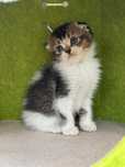 Macho Scottish fold