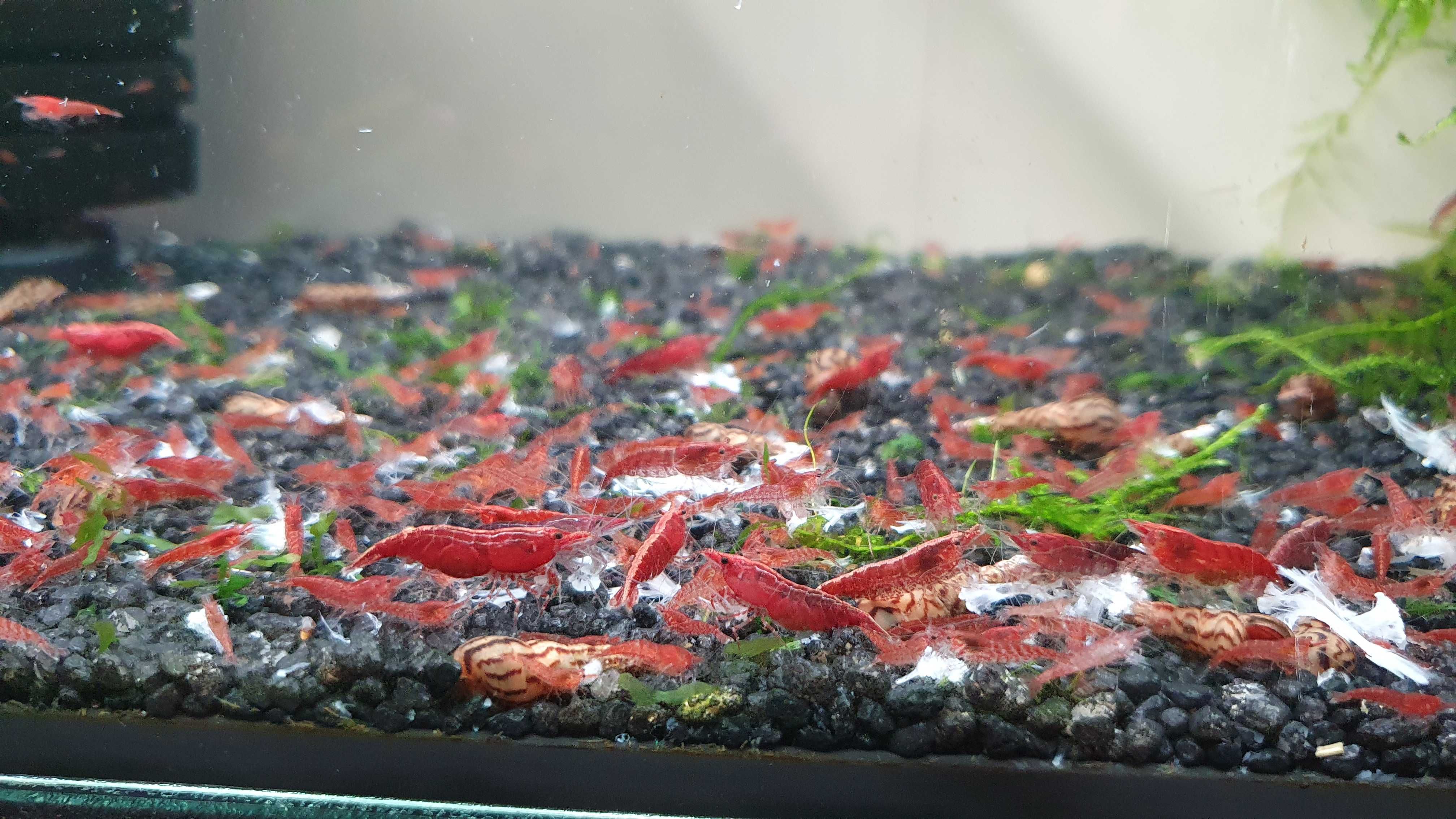 Krewetki Red  Cherry