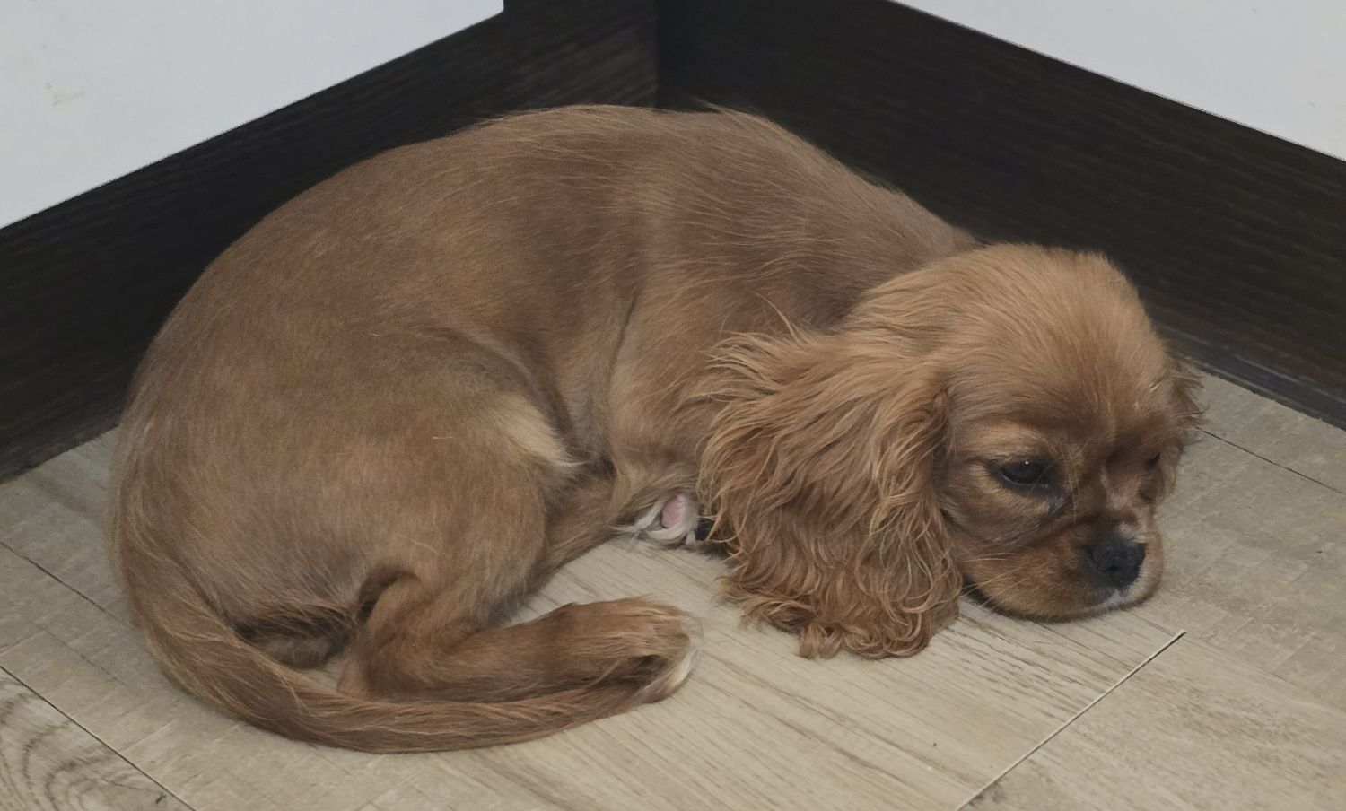 King Charles spaniel sunia