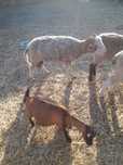 Vendo borrego macho