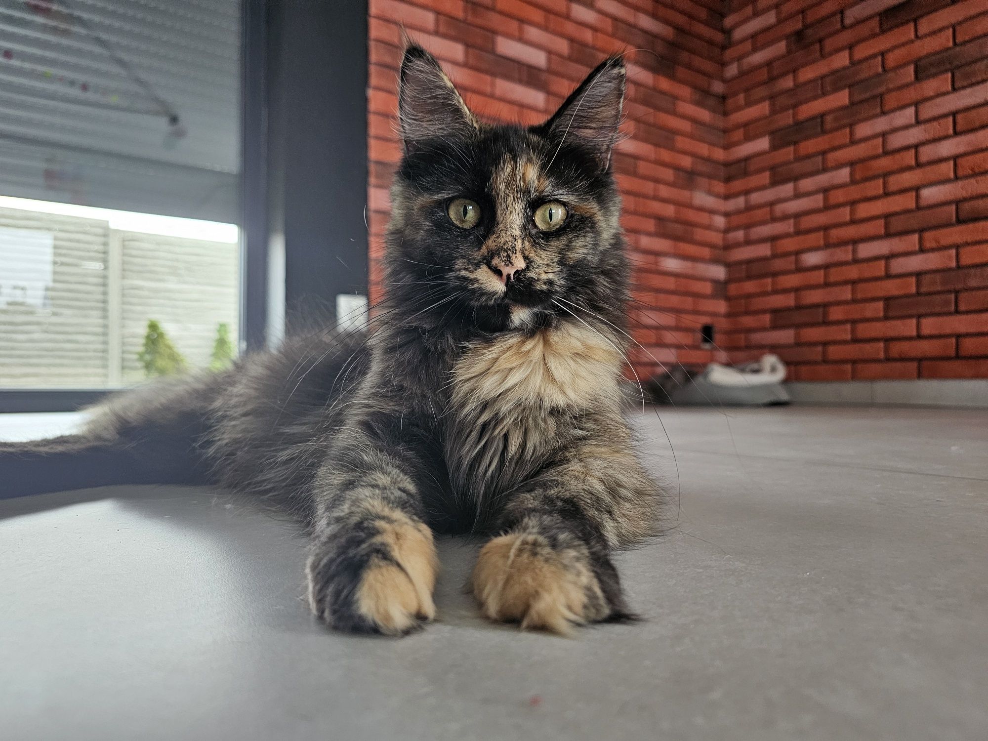 koteczka  Maine coon rodowód Fpl