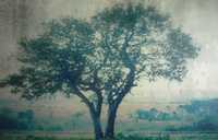 Samotne drzewo - obraz drukowany na płótnie