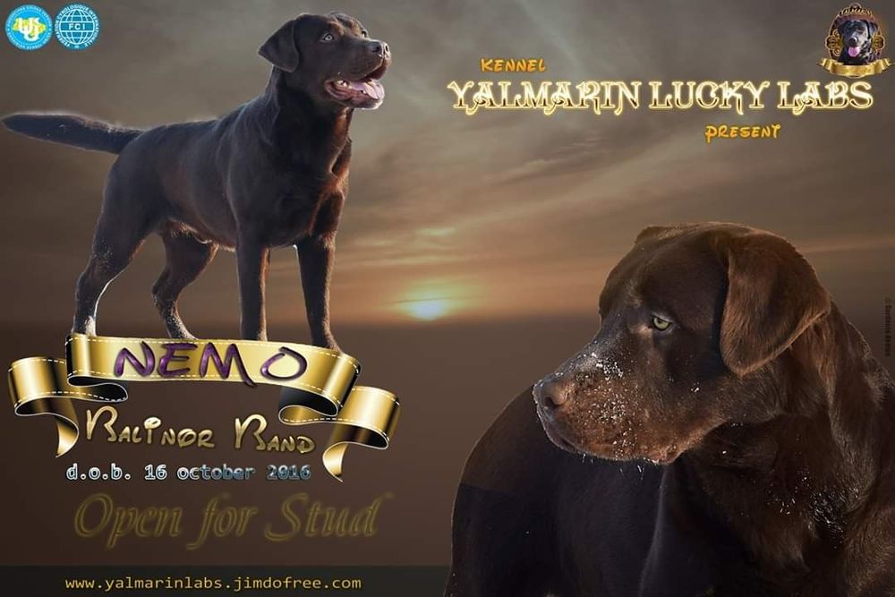 Шоколадный кобель лабрадора ретривера. Для вязок