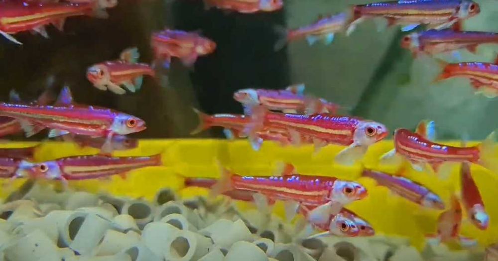 Peixe Arco iris \ notropis chrosomus - AGUA FRIA