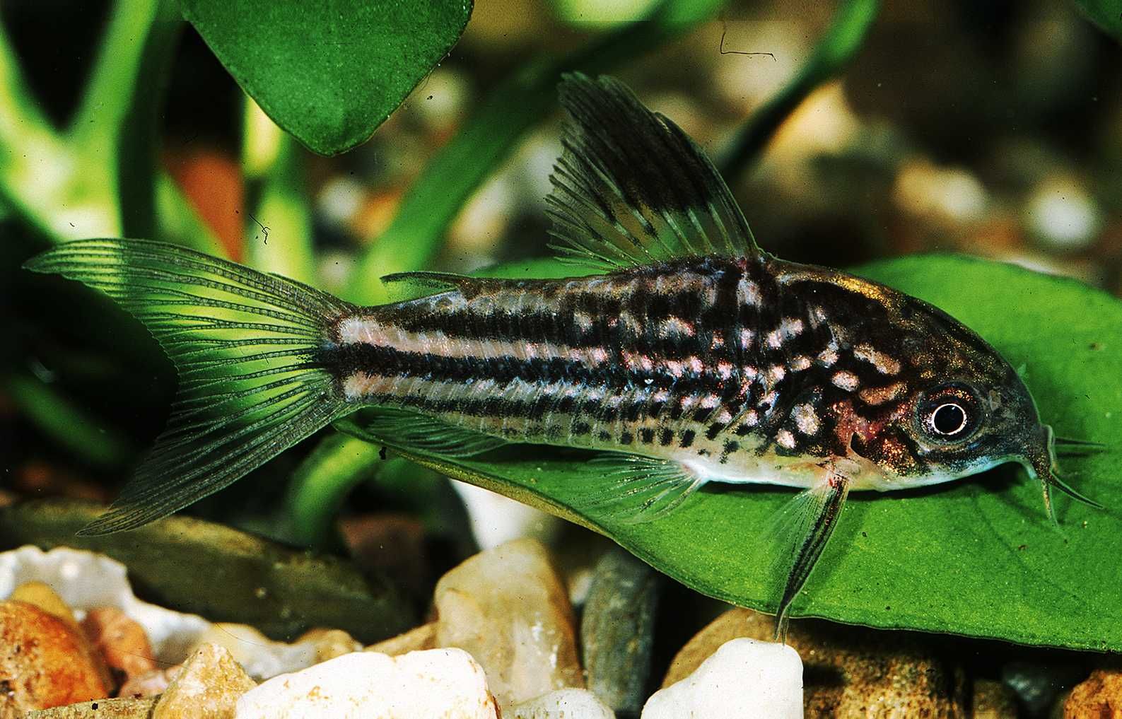 Kirysek mały - Corydoras nanus - Kirys - dowozimy, wysyłamy