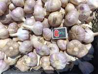 Продаж часник сорту ,,Любаша,,