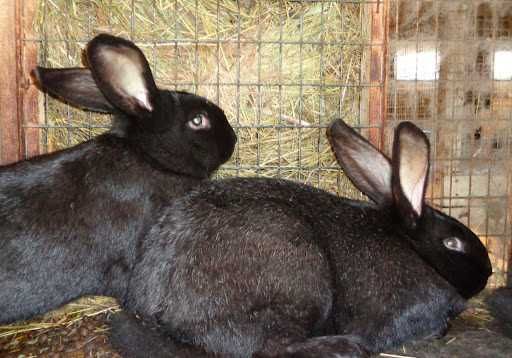 Продам кроликов Полтавское серебро ,Бургундцев 3-5 месяцев