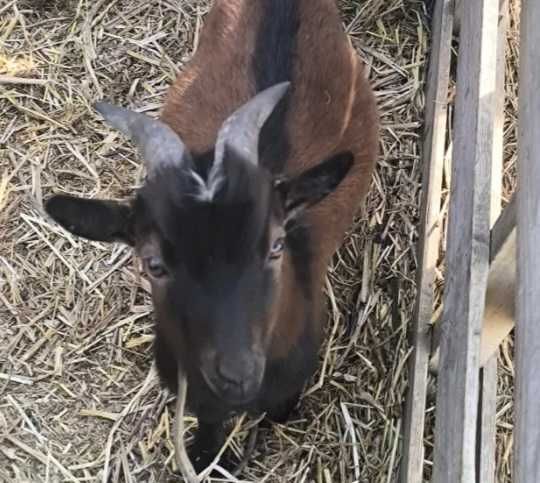 Cabrito anão 1 ano