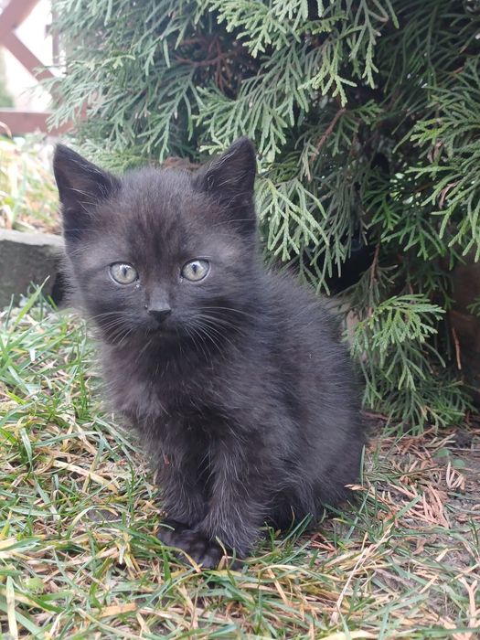 Віддам в добрі руки кошенят