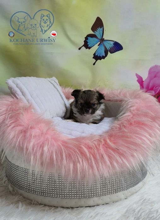Przesłodka dziewczynka chihuahua długowłosa