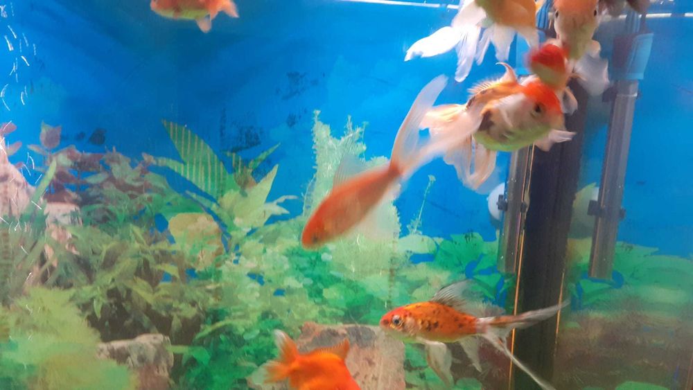 Peixes Quinguios e Cometa