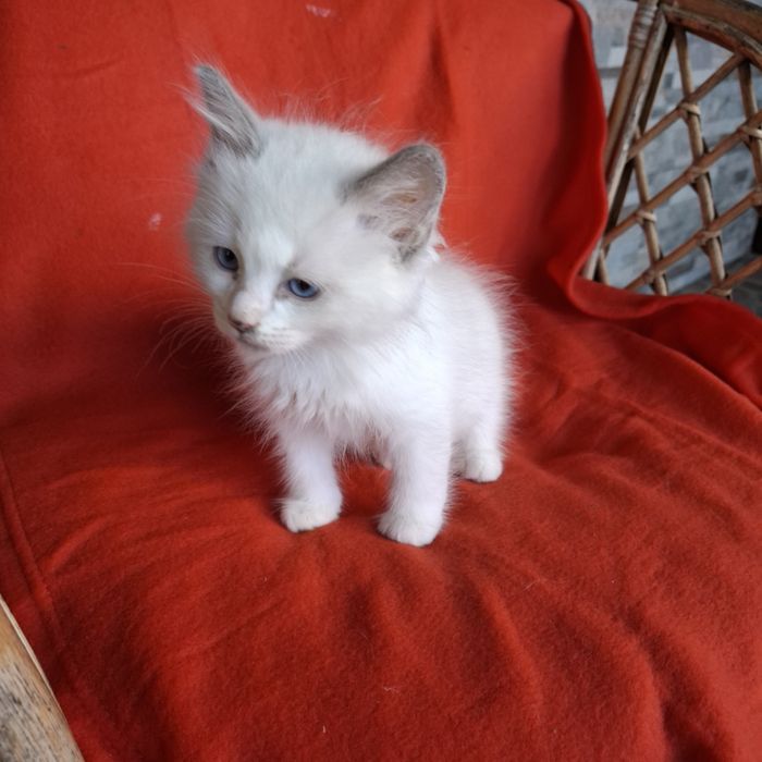 Ragdoll kocurek rodowód+wyprawka