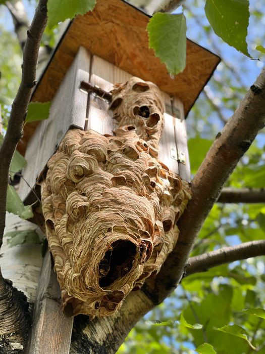 Opryski na KOMARY i KLESZCZE Likwidacja gniazd OS i SZERSZENI OZON