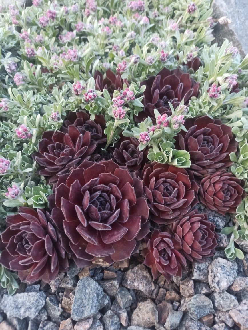 Молодило. Каменная роза. Sempervivum. Морозостойкий многолетник. Набор