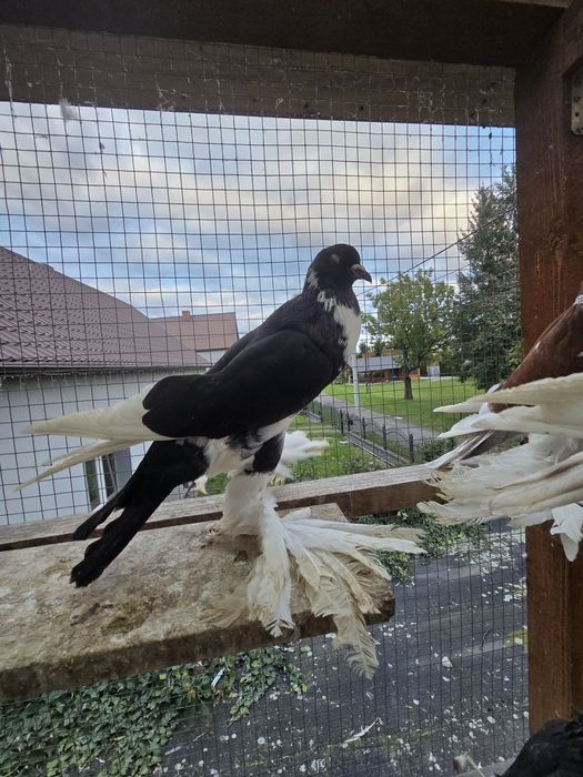 Garłacz Garłacze Pomorskie 25