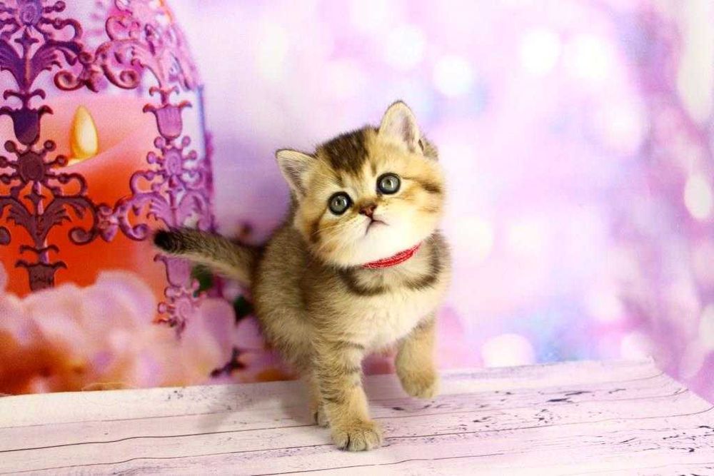 Очень красивый шотландский прямоухий котик