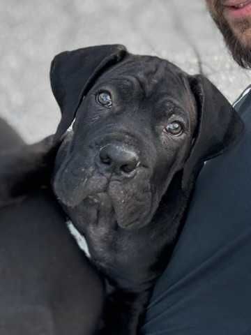 Cane Corso samiec ZKwP/FCI