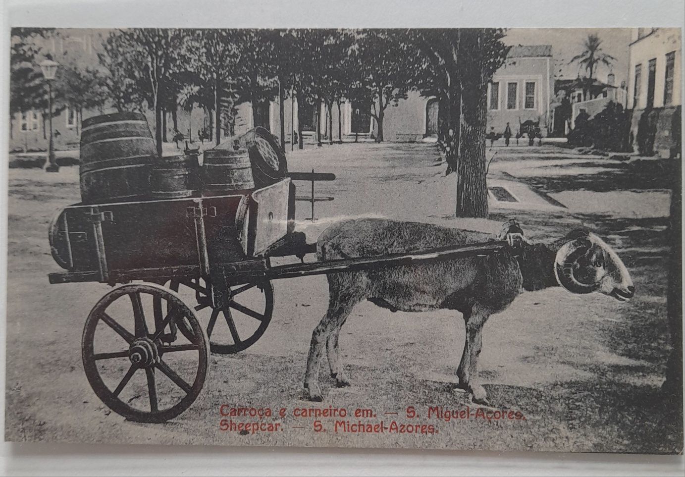 Postal antigo de S.Miguel. Carroça e Carneiro.